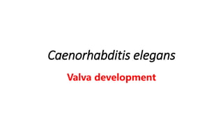 Caenorhabditis elegans
Valva development
 