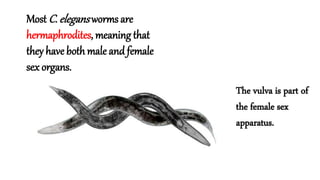 Vulva development - Caenorhabditis elegans | PPTX
