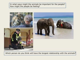 In what ways might the animals be important for the people?
How might the people be feeling?

Which person do you think will have the longest relationship with the animals?

 