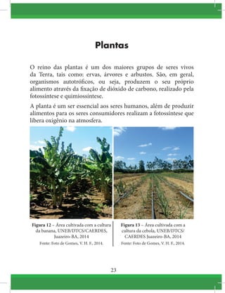 23
Plantas
O reino das plantas é um dos maiores grupos de seres vivos
da Terra, tais como: ervas, árvores e arbustos. São, em geral,
organismos  autotróficos, ou seja, produzem o seu próprio
alimento através da fixação de dióxido de carbono, realizado pela
fotossíntese e quimiossíntese.
A planta é um ser essencial aos seres humanos, além de produzir
alimentos para os seres consumidores realizam a fotossíntese que
libera oxigênio na atmosfera.
Figura 12 – Área cultivada com a cultura
da banana, UNEB/DTCS/CAERDES,
Juazeiro-BA, 2014
Fonte: Foto de Gomes, V. H. F., 2014.
Figura 13 – Área cultivada com a
cultura da cebola, UNEB/DTCS/
CAERDES Juazeiro-BA, 2014
Fonte: Foto de Gomes, V. H. F., 2014.
 