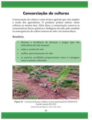 50
Consorciação de culturas
Consorciação de cultura é uma técnica agrícola que visa ampliar
a renda dos agricultores. O produtor poderá utilizar várias
culturas na mesma área. Além disso, a consorciação conserva as
características físicas químicas e biológicas do solo, pelo combate
às consequências do cultivo intenso do solo e da monocultura.
Benefícios
•	 diminui a incidência de doenças e pragas (que são
indicadores de mal manejo)
•	 reduz a erosão do solo
•	 melhor aproveitamento do solo
•	 as espécies escolhidas proporcionam entre si vantagens
entre as planta cultivadas
Figura 34 – Consórcio de banana e abóbora na área experimental da UNEB/DTCS/
Caerdes, Juazeiro-BA, 2014
Fonte: Foto de Santos, C. D.A. S. M., 2014.
 