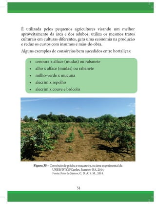 51
É utilizada pelos pequenos agricultores visando um melhor
aproveitamento da área e dos adubos, utiliza os mesmos tratos
culturais em culturas diferentes, gera uma economia na produção
e reduz os custos com insumos e mão-de-obra.
Alguns exemplos de consórcios bem sucedidos entre hortaliças:
•	 cenoura x alface (mudas) ou rabanete
•	 alho x alface (mudas) ou rabanete
•	 milho-verde x mucuna
•	 alecrim x repolho
•	 alecrim x couve e brócolis
Figura 35 – Consórcio de goiaba e macaxeira, na área experimental da
UNEB/DTCS/Cardes, Juazeiro-BA, 2014
Fonte: Foto de Santos, C. D. A. S. M., 2014.
 