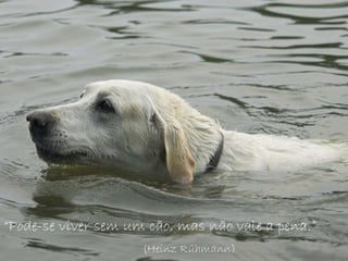 “ Pode-se viver sem um cão, mas não vale a pena.” (Heinz Rühmann) 