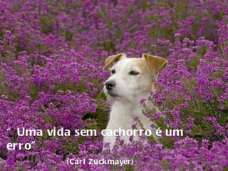 “  Uma vida sem cachorro é um erro” (Carl Zuckmayer) 