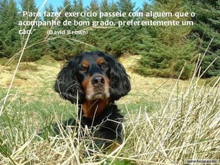 “ Para fazer exercício passeie com alguém que o acompanhe de bom grado, preferentemente um cão.”  (David Brown) 