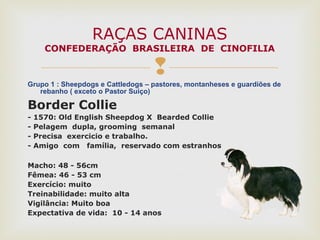 
Grupo 1 : Sheepdogs e Cattledogs – pastores, montanheses e guardiões de
rebanho ( exceto o Pastor Suiço)
Border Collie
- 1570: Old English Sheepdog X Bearded Collie
- Pelagem dupla, grooming semanal
- Precisa exercicio e trabalho.
- Amigo com família, reservado com estranhos
Macho: 48 - 56cm
Fêmea: 46 - 53 cm
Exercício: muito
Treinabilidade: muito alta
Vigilância: Muito boa
Expectativa de vida: 10 - 14 anos
RAÇAS CANINAS
CONFEDERAÇÃO BRASILEIRA DE CINOFILIA
 