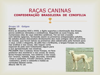 
Grupo 10 Galgos
Saluki
Entre as dinastias XIII e XVII, o Egito suportou a dominação dos hicsos,
povos asiáticos nômades e combativos. Seguindo as suas tropas, iam
numerosos cães de caça (lebréis) asiáticos. Ter-se-iam cruzado
com lebréis egípcios, formando assim os primeiros antepassados salukis.
Os salukis atuais descendem diretamente dos mais antigos cães de carreira
do mundo, que foram talvez os primeiros cães adestrados pelo homem para
a caça. Lindo e elegante, de pêlo liso e brilhante, e largas franjas na cauda,
nas orelhas e nas coxas, não requer corte
especial de pelo nem tratamento algum para
a sua apresentação nas mostras.
PELAGEM: lisa e sedosa; leves franjas, na face
posterior dos membros e nas coxas; às vezes,
leves franjas lanosas, nos ombros e nas coxas
Cor: branco, isabela, bege, dourado, vermelho
cinza e castanho, tricolor (branco, preto e
castanho), preto e castanho e todas as
variações dessas cores.
Altura: 58-71 cm
RAÇAS CANINAS
CONFEDERAÇÃO BRASILEIRA DE CINOFILIA
 