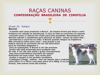 
Grupo 10 Galgos
Borzoi
A família real russa promovia o Borzoi , da mesma forma que fazia a corte
britânica em relação ao Greyhound. A caça ao lobo se converteu no esporte
nacional russo e o Borzoi foi criado para esse propósito. Necessitavam de
Borzois velozes e resistentes para alcançar os lobos , lançar-se sobre eles ,
derrubá-los e cravá-los no chão. O Borzoi quando chegou na Inglaterra
Não encontrou lobos para caçar , mas graças a sua
beleza natural se converteu em um cão decorativo
para as mansões elegantes e
para as exposições. O Borzoi é um cão precioso
porém não está preparado para qualquer tipo
de vida. É um cão com estilo e graça incomparável,
mas seus proprietários precisam ter espaço
Suficiente em suas casas. Tem muito bom
caráter e sempre é um perfeito cavalheiro.
A pelagem é longa , sedosa , sem ser lanosa, lisa e ondulada. Sua altura
varia entre 71 e 79cm e seu peso entre 34 e 48Kg. A cor predominante é o
branco, mas outras cores são aceitas.
RAÇAS CANINAS
CONFEDERAÇÃO BRASILEIRA DE CINOFILIA
 
