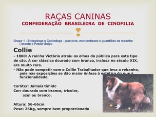 Grupo 1 : Sheepdogs e Cattledogs – pastores, montanheses e guardiões de rebanho
( exceto o Pastor Suiço
Collie
- 1860: A rainha Victória atraiu os olhos do público para este tipo
de cão. A cor clássica dourado com branco, inclusa no século XIX,
era muito rara.
- Não pode competir com o Collie Trabalhador que leva o rebanho,
pois nas exposições se dão maior ênfase à estética do que à
funcionalidade
Caráter: Jamais tímido
Cor: dourado com branco, tricolor,
azul ou branco.
Altura: 56-66cm
Peso: 25Kg, sempre bem proporcionado
RAÇAS CANINAS
CONFEDERAÇÃO BRASILEIRA DE CINOFILIA
 