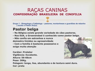 Grupo 1 : Sheepdogs e Cattledogs – pastores, montanheses e guardiões de rebanho
( exceto o Pastor Suiço)
Pastor belga
- Na Bélgica existe grande variedade de cães pastores.
- Nos EUA, o Groenendael é conhecido como pastor belga.
- Não confia em estranhos e nunca
demostra timidez ou agressividade
- Com a família é bastante possessivo e
exige muita atenção
Caráter: Protetor
Vigilância: Excelente.
Altura: 56-66cm
Peso: 30Kg.
Pelagem: longa, lisa, abundante e de textura semi dura.
Cor: preta
RAÇAS CANINAS
CONFEDERAÇÃO BRASILEIRA DE CINOFILIA
 