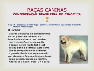 Grupo 1 : Sheepdogs e Cattledogs – pastores, montanheses e guardiões de rebanho
( exceto o Pastor Suiço)
Kuvasz
Guarda um pouco da independência
de um pastor de rebanho e a
ferocidade e dureza que queriam
que tivesse. Porém, seu caráter
é suave, sendo muito fiel e leal
ao seu dono e à família. Apto como
cão de companhia e de utilidade
e guarda, desde que seja educado
corretamente.Pelagem longa e densa
como pelúcia, branca ou marfim.
Altura: 56 a 66cm. Peso: 37 a 55kg.
RAÇAS CANINAS
CONFEDERAÇÃO BRASILEIRA DE CINOFILIA
 