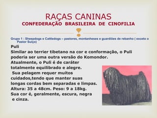 Grupo 1 : Sheepdogs e Cattledogs – pastores, montanheses e guardiões de rebanho ( exceto o
Pastor Suiço)
Puli
Similar ao terrier tibetano na cor e conformação, o Puli
poderia ser uma outra versão do Komondor.
Atualmente, o Puli é de caráter
totalmente equilibrado e alegre.
Sua pelagem requer muitos
cuidados,tendo que manter suas
longas cordas bem separadas e limpas.
Altura: 35 a 48cm. Peso: 9 a 18kg.
Sua cor é, geralmente, escura, negra
e cinza.
RAÇAS CANINAS
CONFEDERAÇÃO BRASILEIRA DE CINOFILIA
 