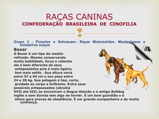 
Grupo 2 : Pinscher e Schnauzer- Raças Molossóides- Montanheses e
boiadeiros suiços
Boxer
O Boxer é um tipo de mastin
refinado. Mesmo conservando
muita habilidade, força e valentia
ele é bem diferente de seus
antepassados pois é mais ligeiro,
tem mais estilo . Sua altura varia
entre 57 e 64 cm e seu peso entre
24 e 28 kg. Sua pelagem é lisa, curta,
grudada ao corpo e brilhante. Entre seus
possíveis antepassados (séculos
XVII até XIX) se encontram o Dogue Alemão e o antigo Bulldog
inglês e sem dúvida tem algo de terrier. É um bom guardião e é
ótimo para provas de obediência. É um grande companheiro e de muita
confiança.
RAÇAS CANINAS
CONFEDERAÇÃO BRASILEIRA DE CINOFILIA
 