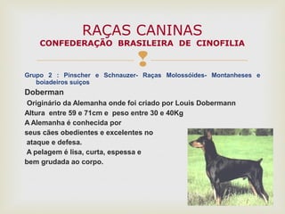 
Grupo 2 : Pinscher e Schnauzer- Raças Molossóides- Montanheses e
boiadeiros suiços
Doberman
Originário da Alemanha onde foi criado por Louis Dobermann
Altura entre 59 e 71cm e peso entre 30 e 40Kg
A Alemanha é conhecida por
seus cães obedientes e excelentes no
ataque e defesa.
A pelagem é lisa, curta, espessa e
bem grudada ao corpo.
RAÇAS CANINAS
CONFEDERAÇÃO BRASILEIRA DE CINOFILIA
 