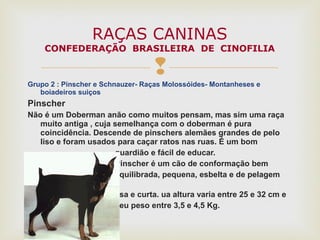 
Grupo 2 : Pinscher e Schnauzer- Raças Molossóides- Montanheses e
boiadeiros suiços
Pinscher
Não é um Doberman anão como muitos pensam, mas sim uma raça
muito antiga , cuja semelhança com o doberman é pura
coincidência. Descende de pinschers alemães grandes de pelo
liso e foram usados para caçar ratos nas ruas. É um bom
guardião e fácil de educar.
Pinscher é um cão de conformação bem
equilibrada, pequena, esbelta e de pelagem
lisa e curta. ua altura varia entre 25 e 32 cm e
seu peso entre 3,5 e 4,5 Kg.
RAÇAS CANINAS
CONFEDERAÇÃO BRASILEIRA DE CINOFILIA
 