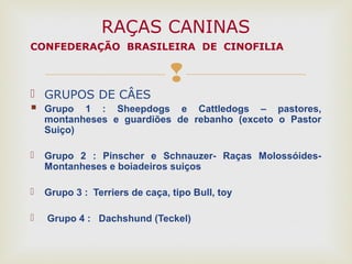 
 GRUPOS DE CÂES
 Grupo 1 : Sheepdogs e Cattledogs – pastores,
montanheses e guardiões de rebanho (exceto o Pastor
Suiço)
 Grupo 2 : Pinscher e Schnauzer- Raças Molossóides-
Montanheses e boiadeiros suiços
 Grupo 3 : Terriers de caça, tipo Bull, toy
 Grupo 4 : Dachshund (Teckel)
RAÇAS CANINAS
CONFEDERAÇÃO BRASILEIRA DE CINOFILIA
 