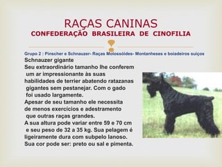 Grupo 2 : Pinscher e Schnauzer- Raças Molossóides- Montanheses e boiadeiros suiços
Schnauzer gigante
Seu extraordinário tamanho lhe conferem
um ar impressionante às suas
habilidades de terrier abatendo ratazanas
gigantes sem pestanejar. Com o gado
foi usado largamente.
Apesar de seu tamanho ele necessita
de menos exercícios e adestramento
que outras raças grandes.
A sua altura pode variar entre 59 e 70 cm
e seu peso de 32 a 35 kg. Sua pelagem é
ligeiramente dura com subpelo lanoso.
Sua cor pode ser: preto ou sal e pimenta.
RAÇAS CANINAS
CONFEDERAÇÃO BRASILEIRA DE CINOFILIA
 