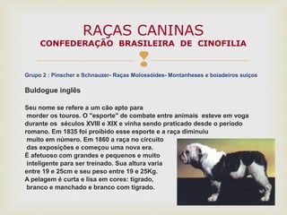 Grupo 2 : Pinscher e Schnauzer- Raças Molossóides- Montanheses e boiadeiros suiços
Buldogue inglês
Seu nome se refere a um cão apto para
morder os touros. O "esporte" de combate entre animais esteve em voga
durante os séculos XVIII e XIX e vinha sendo praticado desde o período
romano. Em 1835 foi proibido esse esporte e a raça diminuiu
muito em número. Em 1860 a raça no circuito
das exposições e começou uma nova era.
É afetuoso com grandes e pequenos e muito
inteligente para ser treinado. Sua altura varia
entre 19 e 25cm e seu peso entre 19 e 25Kg.
A pelagem é curta e lisa em cores: tigrado,
branco e manchado e branco com tigrado.
RAÇAS CANINAS
CONFEDERAÇÃO BRASILEIRA DE CINOFILIA
 