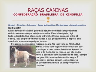Grupo 2 : Pinscher e Schnauzer- Raças Molossóides- Montanheses e boiadeiros suiços
Bull Mastiff
Este silencioso e valente guardião noturno combate sem problemas
os intrusos mesmo que estejam armados. É um cão rápido , ágil ,
forte e decidido. Sua altura varia entre 61 e 69cm e seu peso entre 50
e 59Kg. Seu corpo é bem musculoso e sua pelagem curta e áspera. Sua
aparência amedronta qualquer intruso.
Freqüentemente possui máscara negra. Até por volta de 1860 o Bull
Mastiff foi criado com objetivo de se obter um cão
para proteger a casa contra invasores. Apesar do
tamanho e do histórico de medo é um cão muito
carinhos e confiável com as pessoas da casa. Sempre
alerta e guardião mas também muito alegre. É
recomendável sempre adquiri-lo de criadores
sérios que tenham animais de comprovado de
bom caráter.
RAÇAS CANINAS
CONFEDERAÇÃO BRASILEIRA DE CINOFILIA
 