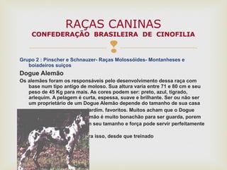 
Grupo 2 : Pinscher e Schnauzer- Raças Molossóides- Montanheses e
boiadeiros suiços
Dogue Alemão
Os alemães foram os responsáveis pelo desenvolvimento dessa raça com
base num tipo antigo de moloso. Sua altura varia entre 71 e 80 cm e seu
peso de 45 Kg para mais. As cores podem ser: preto, azul, tigrado,
arlequim. A pelagem é curta, espessa, suave e brilhante. Ser ou não ser
um proprietário de um Dogue Alemão depende do tamanho de sua casa
ou jardim. favoritos. Muitos acham que o Dogue
Alemão é muito bonachão para ser guarda, porem
com seu tamanho e força pode servir perfeitamente
para isso, desde que treinado
RAÇAS CANINAS
CONFEDERAÇÃO BRASILEIRA DE CINOFILIA
 