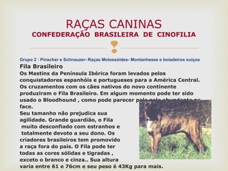 Grupo 2 : Pinscher e Schnauzer- Raças Molossóides- Montanheses e boiadeiros suiços
Fila Brasileiro
Os Mastins da Península Ibérica foram levados pelos
conquistadores espanhóis e portugueses para a América Central.
Os cruzamentos com os cães nativos do novo continente
produziram o Fila Brasileiro. Em algum momento pode ter sido
usado o Bloodhound , como pode parecer pela pele abundante na
face.
Seu tamanho não prejudica sua
agilidade. Grande guardião, o Fila
muito desconfiado com estranhos e
totalmente devoto a seu dono. Os
criadores brasileiros tem promovido
a raça fora do país. O Fila pode ter
todas as cores sólidas e tigradas ,
exceto o branco e cinza.. Sua altura
varia entre 61 e 76cm e seu peso é 43Kg para mais.
RAÇAS CANINAS
CONFEDERAÇÃO BRASILEIRA DE CINOFILIA
 