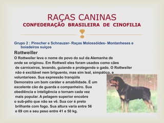 
Grupo 2 : Pinscher e Schnauzer- Raças Molossóides- Montanheses e
boiadeiros suiços
Rottweiller
O Rottweiler leva o nome do povo do sul da Alemanha de
onde se originou. Em Rottweil eles foram usados como cães
de carniceiros, levando, guiando e protegendo o gado. O Rottweiler
não é excitável nem briguento, mas sim leal, simpático, e
voluntarioso. Sua expressão tranqüila
Demonstra um bom caráter e amabilidade. É um
excelente cão de guarda e companheiro. Sua
obediência e inteligência o tornam cada vez
mais popular. A pelagem superior encobre
o sub-pêlo que não se vê. Sua cor é preto
brilhante com fogo. Sua altura varia entre 56
e 69 cm e seu peso entre 41 e 50 kg.
RAÇAS CANINAS
CONFEDERAÇÃO BRASILEIRA DE CINOFILIA
 