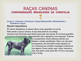 
Grupo 2 : Pinscher e Schnauzer- Raças Molossóides- Montanheses e
boiadeiros suiços
Mastim Napolitano
O rústico Napolitano se desenvolveu como guardião no sul da
Itália desde a época romana. A raça descende de um antigo
molosso que foi levado para Roma para lutar nas arenas. É um feroz guardião
de casa e propriedades. Normalmente não é agressivo com pessoas. Trata-se
de um companheiro muito afetuoso devido sua
docilidade e caráter equilibrado. Não é um cão para
áreas pequenas, ele necessita muito espaço e ar
fresco. Costuma ser comilão. A pelagem é densa de
textura áspera. Cores: preto, azul, cinza, marrom e
tigrado. Sua altura varia entre 59 e 76 cm e seu peso
entre 50 e 70 Kg.
RAÇAS CANINAS
CONFEDERAÇÃO BRASILEIRA DE CINOFILIA
 