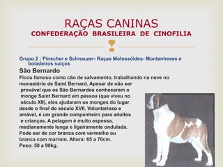 
Grupo 2 : Pinscher e Schnauzer- Raças Molossóides- Montanheses e
boiadeiros suiços
São Bernardo
Ficou famoso como cão de salvamento, trabalhando na neve no
monastério de Saint Bernard. Apesar de não ser
provável que os São Bernardos conheceram o
monge Saint Bernard em pessoa (que viveu no
século XII), eles ajudaram os monges do lugar
desde o final do século XVII. Voluntarioso e
amável, é um grande companheiro para adultos
e crianças. A pelagem é muito espessa,
medianamente longa e ligeiramente ondulada.
Pode ser de cor branca com vermelho ou
branca com marrom. Altura: 65 a 70cm.
Peso: 50 a 90kg.
RAÇAS CANINAS
CONFEDERAÇÃO BRASILEIRA DE CINOFILIA
 