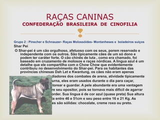 Grupo 2 : Pinscher e Schnauzer- Raças Molossóides- Montanheses e boiadeiros suiços
Shar Pei
O Shar-pei é um cão orgulhoso, afetuoso com os seus, porem reservado e
independente com os outros. São tipicamente cães de um só dono e
podem ter caráter forte. O cão chinês de luta , como era chamado, foi
baseado em cruzamento de molosos e raças nórdicas. A língua azul é um
detalhe que ele compartilha com o Chow Chow que evidentemente
contribuiu no desenvolvimento do Shar-pei. Para os habitantes das
províncias chinesas Dah Let e Kwantung, os cães não eram apenas
gladiadores dos combates de arena, atividade tipicamente
noturna, eles eram usados durante o dia para caçar,
pastorear e guardar. A pele abundante era uma vantagem
sobre seu opositor, pois se tornava mais difícil de agarrar
e morder. Sua língua é de cor azul (quase preta) Sua altura
varia entre 46 e 51cm e seu peso entre 16 e 21 Kg. As
cores são sólidas: chocolate, creme roxo ou preto.
RAÇAS CANINAS
CONFEDERAÇÃO BRASILEIRA DE CINOFILIA
 