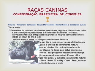 Grupo 2 : Pinscher e Schnauzer- Raças Molossóides- Montanheses e boiadeiros suiços
Terra Nova
O Terranova foi baseado no cão dos pescadores, o grande cão de Saint John,
e era criado pelos pescadores e marinheiros da ilha de Terranova.
Provavelmente seus antepassados grandes e negros conviviam com os
índios Beothuk da ilha e já se
encontravam lá antes da chegada dos homens brancos.
Hoje em dia, a raça conserva sua afinidade com
a água e é um cão de salvamento nato. O
Terranova não faz discriminação na hora de
salvar alguém na água, pois salva até mesmo
outro cão . Sua pelagem é medianamente longa,
muito espessa e impermeável. Possui pêlos
longos nas patas. O subpêlo é abundante. Altura:
66 a 76cm. Peso: 50 a 68kg. Cores: Preto, marrom
e particolor branco e preto
RAÇAS CANINAS
CONFEDERAÇÃO BRASILEIRA DE CINOFILIA
 