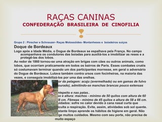 Grupo 2 : Pinscher e Schnauzer- Raças Molossóides- Montanheses e boiadeiros suiços
Doque de Bordeaux
Logo após a Idade Média, o Dogue de Bordeaux se espalhava pela França. No campo
acompanhava os condutores das boiadas para auxiliá-los a imobilizar as reses e a
protegê-las dos lobos.
Ao redor de 1860 tornou-se uma atração em brigas com cães ou outros animais, como
lobos, que ocorriam praticamente em todos os bairros de Paris. Esses combates cruéis
só costumavam terminar quando um dos participantes morresse, em geral o adversário
do Dogue de Bordeaux. Lutava também contra ursos com focinheiras, na maioria das
vezes, e conseguia imobilizá-los por uma das orelhas.
Cor da pelagem: acaju (avermelhado) ou em gamas de fulvo
(dourado), admitindo-se manchas brancas pouco extensas
no
antepeito e nas patas..
Peso e altura: machos - mínimo de 50 quilos com altura de 60
a 68 cm. Fêmeas - mínimo de 45 quilos e altura de 58 a 66 cm.
Cuidados: sofre no calor devido à cana nasal curta que
dificulta a respiração. Evite, assim, atividades sob sol quente.
Bastante limpo aprende os hábitos de higiene em geral. Não
exige muitos cuidados. Mesmo com seu porte, não precisa de
muito espaço
RAÇAS CANINAS
CONFEDERAÇÃO BRASILEIRA DE CINOFILIA
 