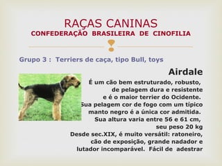 
Grupo 3 : Terriers de caça, tipo Bull, toys
Airdale
É um cão bem estruturado, robusto,
de pelagem dura e resistente
e é o maior terrier do Ocidente.
Sua pelagem cor de fogo com um típico
manto negro é a única cor admitida.
Sua altura varia entre 56 e 61 cm,
seu peso 20 kg
Desde sec.XIX, é muito versátil: ratoneiro,
cão de exposição, grande nadador e
lutador incomparável. Fácil de adestrar
RAÇAS CANINAS
CONFEDERAÇÃO BRASILEIRA DE CINOFILIA
 