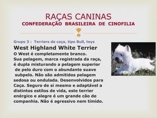 
Grupo 3 : Terriers de caça, tipo Bull, toys
West Highland White Terrier
O West é completamente branco.
Sua pelagem, marca registrada da raça,
é dupla misturando a pelagem superior
de pelo duro com o abundante suave
subpelo. Não são admitidos pelagem
sedosa ou ondulada. Desenvolvidos para
Caça. Seguro de si mesmo e adaptável a
distintos estilos de vida, este terrier
enérgico e alegre é um grande cão de
companhia. Não é agressivo nem tímido.
RAÇAS CANINAS
CONFEDERAÇÃO BRASILEIRA DE CINOFILIA
 