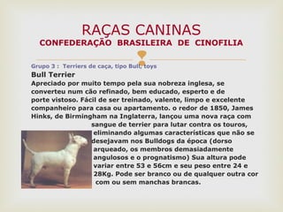 Grupo 3 : Terriers de caça, tipo Bull, toys
Bull Terrier
Apreciado por muito tempo pela sua nobreza inglesa, se
converteu num cão refinado, bem educado, esperto e de
porte vistoso. Fácil de ser treinado, valente, limpo e excelente
companheiro para casa ou apartamento. o redor de 1850, James
Hinks, de Birmingham na Inglaterra, lançou uma nova raça com
sangue de terrier para lutar contra os touros,
eliminando algumas características que não se
desejavam nos Bulldogs da época (dorso
arqueado, os membros demasiadamente
angulosos e o prognatismo) Sua altura pode
variar entre 53 e 56cm e seu peso entre 24 e
28Kg. Pode ser branco ou de qualquer outra cor
com ou sem manchas brancas.
RAÇAS CANINAS
CONFEDERAÇÃO BRASILEIRA DE CINOFILIA
 