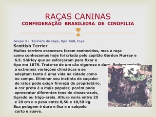 
Grupo 3 : Terriers de caça, tipo Bull, toys
Scottish Terrier
Muitos terriers escoceses foram conhecidos, mas a raça
como conhecemos hoje foi criada pelo capitão Gordon Murray e
S.E. Shirley que se esforçaram para fixar o
tipo em 1879. Trata-se de um cão vigoroso e duro. Podem resistir
a extremas variações climáticas e se
adaptam tanto à uma vida na cidade como
no campo. Eliminar seu instinto de caçador
de ratos pode exigir firmeza do proprietário.
A cor preta é a mais popular, porém pode
apresentar diferentes tons de cinzas-azuis,
tigrado ou trigo-areia. Altura varia entre 25
e 28 cm e o peso entre 8,50 e 10,50 kg.
Sua pelagem é dura e lisa e o subpelo
curto e suave.
RAÇAS CANINAS
CONFEDERAÇÃO BRASILEIRA DE CINOFILIA
 