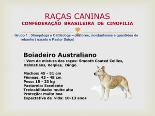 Grupo 1 : Sheepdogs e Cattledogs – pastores, montanheses e guardiões de
rebanho ( exceto o Pastor Suiço)
RAÇAS CANINAS
CONFEDERAÇÃO BRASILEIRA DE CINOFILIA
Boiadeiro Australiano
- Vem de mistura das raças: Smooth Coated Collies,
Dalmatians, Kelpies, Dingo.
Machos: 45 - 51 cm
Fêmeas: 43 - 48 cm
Peso: 15 - 23 kg
Pastoreio: Excelente
Treinabilidade: muito alta
Proteção: muito boa
Expectativa de vida: 10-13 anos
 
