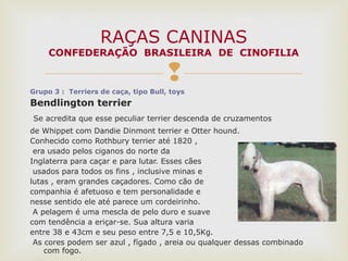
Grupo 3 : Terriers de caça, tipo Bull, toys
Bendlington terrier
Se acredita que esse peculiar terrier descenda de cruzamentos
de Whippet com Dandie Dinmont terrier e Otter hound.
Conhecido como Rothbury terrier até 1820 ,
era usado pelos ciganos do norte da
Inglaterra para caçar e para lutar. Esses cães
usados para todos os fins , inclusive minas e
lutas , eram grandes caçadores. Como cão de
companhia é afetuoso e tem personalidade e
nesse sentido ele até parece um cordeirinho.
A pelagem é uma mescla de pelo duro e suave
com tendência a eriçar-se. Sua altura varia
entre 38 e 43cm e seu peso entre 7,5 e 10,5Kg.
As cores podem ser azul , fígado , areia ou qualquer dessas combinado
com fogo.
RAÇAS CANINAS
CONFEDERAÇÃO BRASILEIRA DE CINOFILIA
 