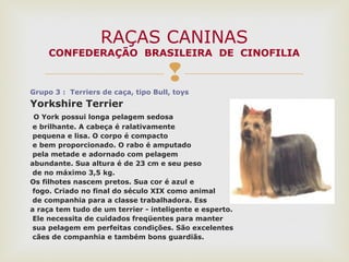 
Grupo 3 : Terriers de caça, tipo Bull, toys
Yorkshire Terrier
O York possui longa pelagem sedosa
e brilhante. A cabeça é ralativamente
pequena e lisa. O corpo é compacto
e bem proporcionado. O rabo é amputado
pela metade e adornado com pelagem
abundante. Sua altura é de 23 cm e seu peso
de no máximo 3,5 kg.
Os filhotes nascem pretos. Sua cor é azul e
fogo. Criado no final do século XIX como animal
de companhia para a classe trabalhadora. Ess
a raça tem tudo de um terrier - inteligente e esperto.
Ele necessita de cuidados freqüentes para manter
sua pelagem em perfeitas condições. São excelentes
cães de companhia e também bons guardiãs.
RAÇAS CANINAS
CONFEDERAÇÃO BRASILEIRA DE CINOFILIA
 