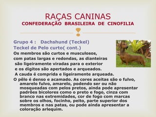 
Grupo 4 : Dachshund (Teckel)
Teckel de Pelo curto( cont.)
Os membros são curtos e musculosos,
com patas largas e redondas, as dianteiras
são ligeiramente viradas para o exterior
e os dígitos são apertados e arqueados.
A cauda é comprida e ligeiramente arqueada.
O pêlo é denso e acamado. As cores aceitas são o fulvo,
amarelo fulvo, amarelo, podendo ser ou não
mosqueadas com pelos pretos, ainda pode apresentar
padrões bicolores como o preto e fogo, cinza com
branco nas extremidades, cor de fogo com marcas
sobre os olhos, focinho, peito, parte superior dos
membros e nas patas, ou pode ainda apresentar a
coloração arlequim.
RAÇAS CANINAS
CONFEDERAÇÃO BRASILEIRA DE CINOFILIA
 