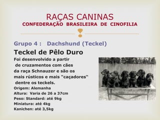 
Grupo 4 : Dachshund (Teckel)
Teckel de Pêlo Duro
Foi desenvolvido a partir
de cruzamentos com cães
da raça Schnauzer e são os
mais rústicos e mais "caçadores“
dentre os teckels.
Origem: Alemanha
Altura: Varia de 26 a 37cm
Peso: Standard: até 9kg
Miniatura: até 4kg
Kanichen: até 3,5kg
RAÇAS CANINAS
CONFEDERAÇÃO BRASILEIRA DE CINOFILIA
 