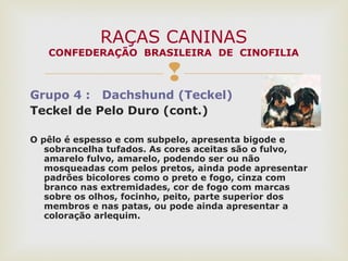 
Grupo 4 : Dachshund (Teckel)
Teckel de Pelo Duro (cont.)
O pêlo é espesso e com subpelo, apresenta bigode e
sobrancelha tufados. As cores aceitas são o fulvo,
amarelo fulvo, amarelo, podendo ser ou não
mosqueadas com pelos pretos, ainda pode apresentar
padrões bicolores como o preto e fogo, cinza com
branco nas extremidades, cor de fogo com marcas
sobre os olhos, focinho, peito, parte superior dos
membros e nas patas, ou pode ainda apresentar a
coloração arlequim.
RAÇAS CANINAS
CONFEDERAÇÃO BRASILEIRA DE CINOFILIA
 