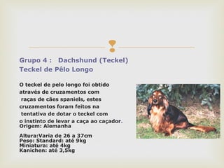 
Grupo 4 : Dachshund (Teckel)
Teckel de Pêlo Longo
O teckel de pelo longo foi obtido
através de cruzamentos com
raças de cães spaniels, estes
cruzamentos foram feitos na
tentativa de dotar o teckel com
o instinto de levar a caça ao caçador.
Origem: Alemanha
Altura:Varia de 26 a 37cm
Peso: Standard: até 9kg
Miniatura: até 4kg
Kanichen: até 3,5kg
 