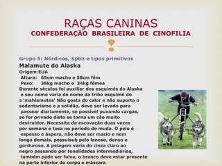 
Grupo 5: Nórdicos, Sptiz e tipos primitivos
Malamute do Alaska
Origem:EUA
Altura: 65cm macho e 58cm fêm
Peso: 38kg macho e 34kg fêmea
Durante séculos foi auxiliar dos esquimós do Alaska
e seu nome varia do nome da tribo esquimó do
s 'mahlamutes' Não gosta do calor e não suporta o
sedentarismo e a solidão, deve ser levado para
passear diariamente, se possível puxando cargas,
se for privado disto se torna um cão muito
destruidor. Necessita de escovação duas vezes
por semana e tosa no período de muda. O pelo é
espesso e áspero, não deve ser macio e nem
longo demais, possuisub pelo lanoso, denso e
gorduroso. A pelagem varia do cinza claro ao
negro passando por tonalidades intermediárias,
também pode ser fulva, o branco deve estar presente
na parte inferior do corpo e máscara
RAÇAS CANINAS
CONFEDERAÇÃO BRASILEIRA DE CINOFILIA
 