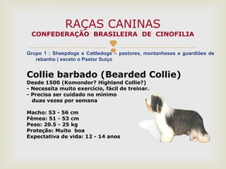 Grupo 1 : Sheepdogs e Cattledogs – pastores, montanheses e guardiões de
rebanho ( exceto o Pastor Suiço
RAÇAS CANINAS
CONFEDERAÇÃO BRASILEIRA DE CINOFILIA
Collie barbado (Bearded Collie)
Desde 1500 (Komondor? Highland Collie?)
- Necessita muito exercício, fácil de treinar.
- Precisa ser cuidado no mínimo
duas vezes por semana
Macho: 53 - 56 cm
Fêmea: 51 - 53 cm
Peso: 20.5 - 25 kg
Proteção: Muito boa
Expectativa de vida: 12 - 14 anos
 