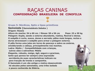 
Grupo 5: Nórdicos, Sptiz e tipos primitivos
Samoieda (Samoiedskaïa Sabaka )
Origem: Rússia
Altura do macho: 54 a 60 cm / fêmea: 50 a 56 cm Peso: 23 a 30 kg
Pelagem: Dupla, sendo a externa abundante, rústica, flexível e densa.
O subpêlo é curto, suave, denso e serrado; pêlos mais longos, rectos e
duros atravessam o subpêlo para armar a pelagem externa.
O pêlo forma uma juba em torno do pescoço e sobre os ombros,
emoldurando a cabeça, principalmente nos machos.
Ladra: Médio / Compatibilidade com crianças,
outros cães e estranhos: Média
Elegante, robusto, meigo, ágil, seguro e gracioso,
tanto que parece ter sempre uma expressão
sorridente.As suas características indicam-no
para tracção de trenós e companhia.
O Samoiedo é um cão antigo e rústico desenvolvido
há séculos pelos samoiedos, uma tribo isolada
e pouco conhecida da Sibéria.
RAÇAS CANINAS
CONFEDERAÇÃO BRASILEIRA DE CINOFILIA
 