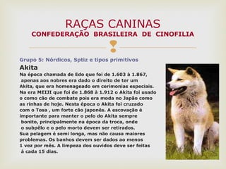 
Grupo 5: Nórdicos, Sptiz e tipos primitivos
Akita
Na época chamada de Edo que foi de 1.603 à 1.867,
apenas aos nobres era dado o direito de ter um
Akita, que era homenageado em cerimonias especiais.
Na era MEIJI que foi de 1.868 à 1.912 o Akita foi usado
o como cão de combate pois era moda no Japão como
as rinhas de hoje. Nesta época o Akita foi cruzado
com o Tosa , um forte cão japonês. A escovação é
importante para manter o pelo do Akita sempre
bonito, principalmente na época da troca, onde
o subpêlo e o pelo morto devem ser retirados.
Sua pelagem é semi longa, mas não causa maiores
problemas. Os banhos devem ser dados ao menos
1 vez por mês. A limpeza dos ouvidos deve ser feitas
à cada 15 dias.
RAÇAS CANINAS
CONFEDERAÇÃO BRASILEIRA DE CINOFILIA
 