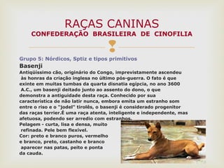 
Grupo 5: Nórdicos, Sptiz e tipos primitivos
Basenji
Antiqüíssimo cão, originário do Congo, imprevistamente ascendeu
às honras da criação inglesa no último pós-guerra. O fato é que
exinte em muitas tumbas da quarta disnatia egípcia, no ano 3600
A.C., um basenji deitado junto ao assento do dono, o que
demonstra a antiguidade desta raça. Conhecido por sua
característica de não latir nunca, embora emita um estranho som
entre o riso e o "jodel" tirolês, o basenji é considerado progenitor
das raças terrier.É uma raça atenta, inteligente e independente, mas
afetuosa, podendo ser arredio com estranhos.
Pelagem - curta, lisa e densa, muito
refinada. Pele bem flexível.
Cor: preto e branco puros, vermelho
e branco, preto, castanho e branco
aparecer nas patas, peito e ponta
da cauda.
RAÇAS CANINAS
CONFEDERAÇÃO BRASILEIRA DE CINOFILIA
 
