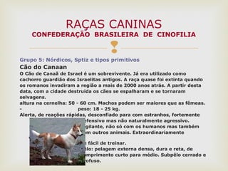 
Grupo 5: Nórdicos, Sptiz e tipos primitivos
Cão do Canaan
O Cão de Canaã de Israel é um sobrevivente. Já era utilizado como
cachorro guardião dos Israelitas antigos. A raça quase foi extinta quando
os romanos invadiram a região a mais de 2000 anos atrás. A partir desta
data, com a cidade destruida os cães se espalharam e se tornaram
selvagens.
altura na cernelha: 50 - 60 cm. Machos podem ser maiores que as fêmeas.
- peso: 18 - 25 kg.
Alerta, de reações rápidas, desconfiado para com estranhos, fortemente
defensivo mas não naturalmente agressivo.
Vigilante, não só com os humanos mas também
com outros animais. Extraordinariamente
devotado
de fácil de treinar.
Pêlo: pelagem externa densa, dura e reta, de
comprimento curto para médio. Subpêlo cerrado e
profuso.
RAÇAS CANINAS
CONFEDERAÇÃO BRASILEIRA DE CINOFILIA
 