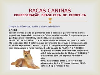 
Grupo 5: Nórdicos, Sptiz e tipos primitivos
Shiba
Educar o Shiba desde os primeiros dias é essencial para torná-lo menos
impositivo. O convívio bastante próximo ao cão também é importante para
que fique mais interativo, obediente, e socializado.
EXPECTATIVA DE VIDA: 10 a 11 anos sendo as fêmeas um pouco a mais.
Os japoneses têm 3 palavras que sevem para descrever o tempera mento
do Shiba. O primeiro " KAN-I " o qual é coragem e coragem combinados
com compostura e força mental. O lado oposto de "KAN-I " é " RYOSEI
que significa natureza boa com uma disposição
gentil.O lado encantador do Shiba é " SOBUKU "
que é a altivez com um espirito refinado e
aberto.
ALTURA: nas cruzes: entre 37,5 e 40,9 nos
machos; entre 34,9 e 37,9 nas fêmeas. PESO:
machos 14 kg e fêmeas 9 kg
RAÇAS CANINAS
CONFEDERAÇÃO BRASILEIRA DE CINOFILIA
 
