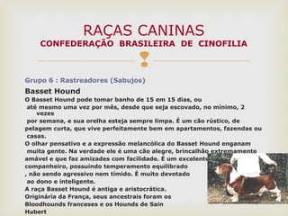 
Grupo 6 : Rastreadores (Sabujos)
Basset Hound
O Basset Hound pode tomar banho de 15 em 15 dias, ou
até mesmo uma vez por mês, desde que seja escovado, no mínimo, 2
vezes
por semana, e sua orelha esteja sempre limpa. É um cão rústico, de
pelagem curta, que vive perfeitamente bem em apartamentos, fazendas ou
casas.
O olhar pensativo e a expressão melancólica do Basset Hound enganam
muita gente. Na verdade ele é uma cão alegre, brincalhão extremamente
amável e que faz amizades com facilidade. É um excelente
companheiro, possuindo temperamento equilibrado
, não sendo agressivo nem tímido. É muito devotado
ao dono e inteligente.
A raça Basset Hound é antiga e aristocrática.
Originária da França, seus ancestrais foram os
Bloodhounds franceses e os Hounds de Sain
Hubert
RAÇAS CANINAS
CONFEDERAÇÃO BRASILEIRA DE CINOFILIA
 